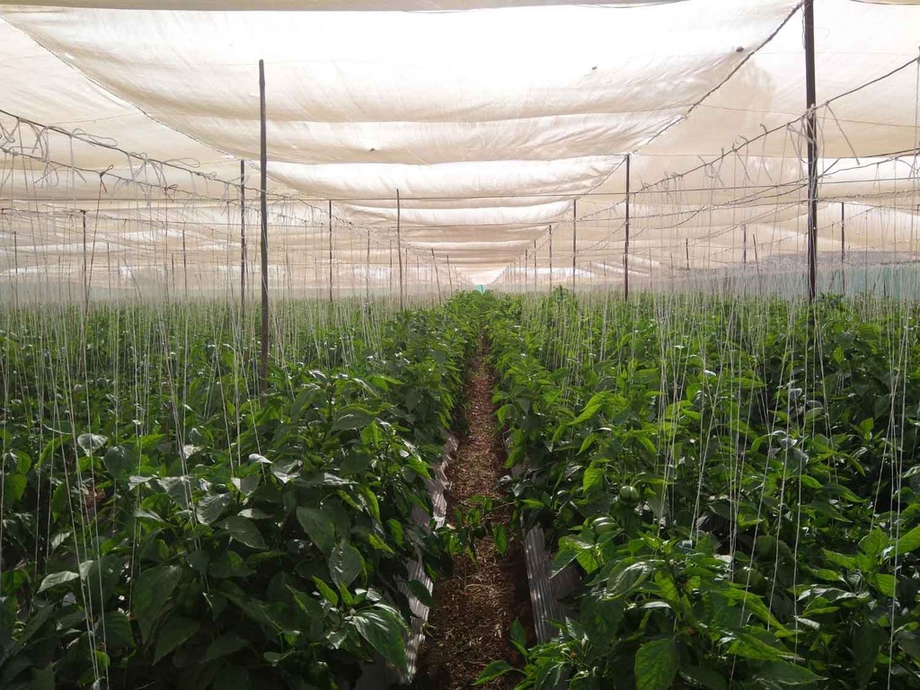 Agro Shade Nets (40%)